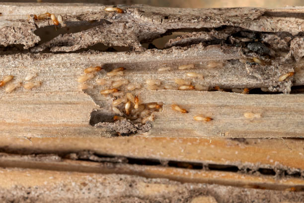 Best Pest Control Near Me  in Dasher, GA